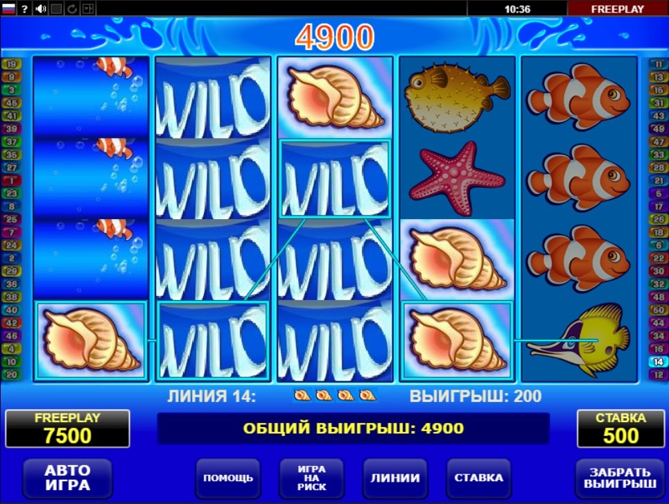 Wild Shark wild